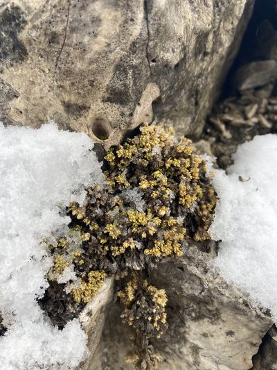 Facchinia cherlerioides, photographed by Caleb Catto