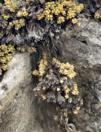 Facchinia cherlerioides, photographed by Caleb Catto