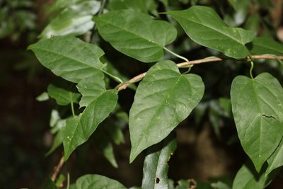 Vincetoxicum paniculatum, photographed by Greg Tasney