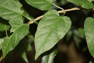 Vincetoxicum paniculatum, photographed by Greg Tasney