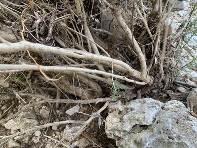Eysenhardtia texana, photographed by Kane Sandoval