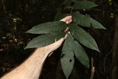 Didymocheton rufus, photographed by Greg Tasney