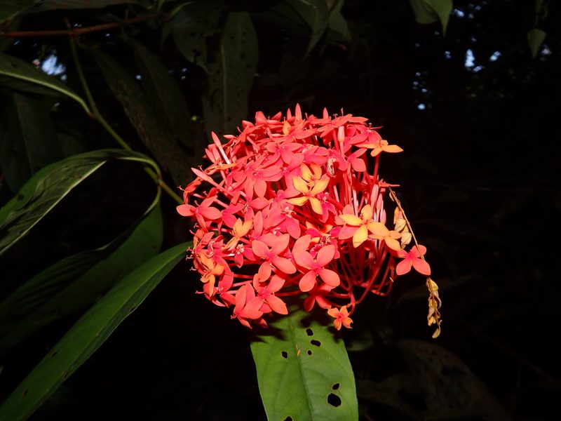Ixora javanica, photographed by Samuel Lee