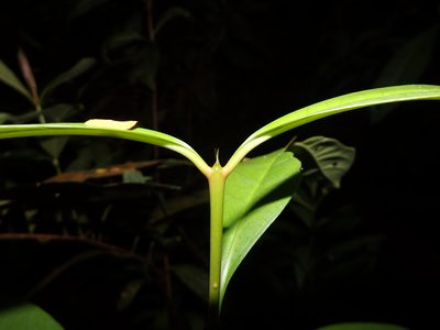 Ixora javanica, photographed by Samuel Lee