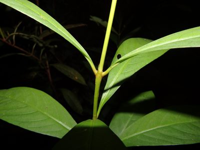 Ixora javanica, photographed by Samuel Lee