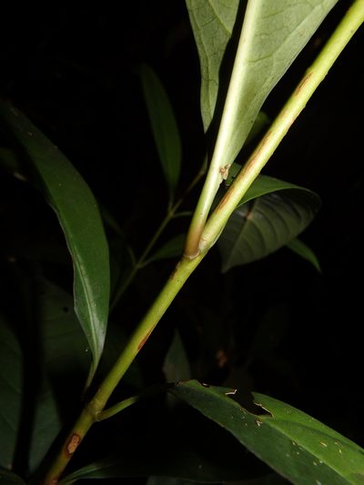 Ixora javanica, photographed by Samuel Lee