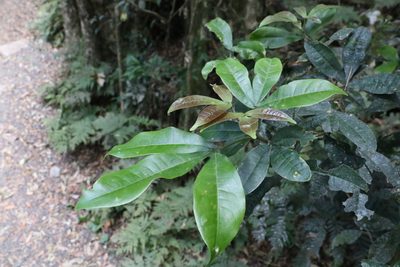 Acronychia pubescens, photographed by Greg Tasney