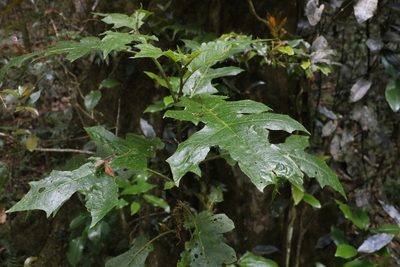 Solanum inaequilaterum, photographed by Greg Tasney