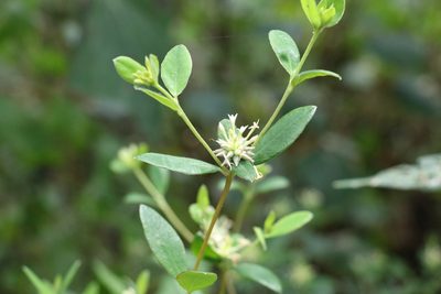 Pimelea gigandra, photographed by Greg Tasney