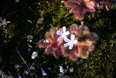 Drosera bulbosa, photographed by Yoav Daniel Bar-Ness