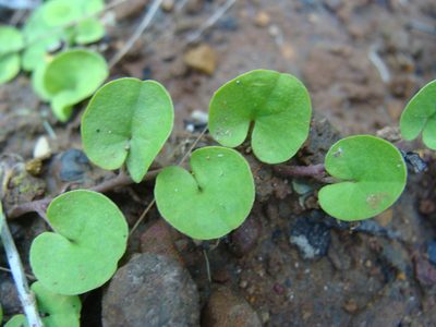 Dichondra sericea, photographed by Alexis López Hernández