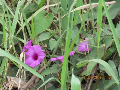 Ipomoea tiliacea, photographed by Alexis López Hernández