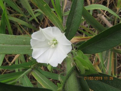Aniseia martinicensis, photographed by Alexis López Hernández