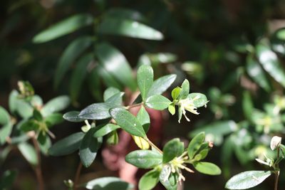 Pimelea gigandra, photographed by Greg Tasney
