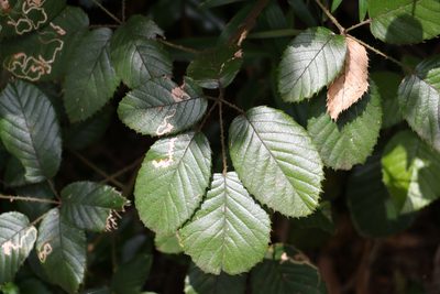 Rubus moorei, photographed by Greg Tasney