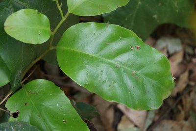 Pennantia cunninghamii, photographed by Greg Tasney
