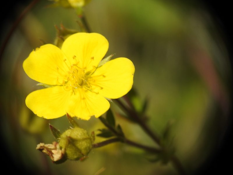 Potentilla grandiflora, photographed by Yves Bas
