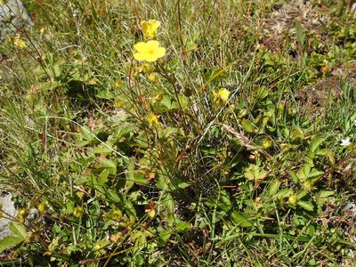 Potentilla grandiflora, photographed by Yves Bas