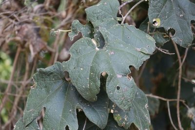 Trichosanthes subvelutina, photographed by Greg Tasney