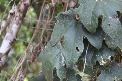 Trichosanthes subvelutina, photographed by Greg Tasney