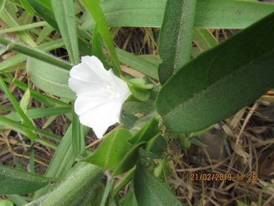 Aniseia martinicensis, photographed by Alexis López Hernández