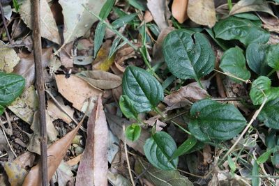 Hackelia latifolia, photographed by Greg Tasney