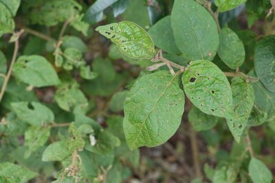 Solanum rixosum, photographed by Greg Tasney