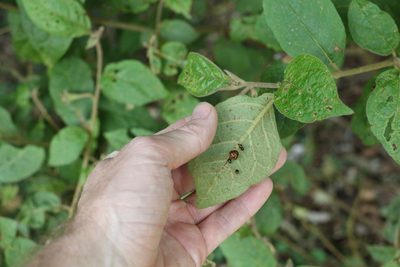 Solanum rixosum, photographed by Greg Tasney
