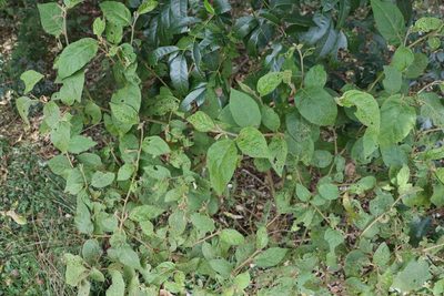 Solanum rixosum, photographed by Greg Tasney