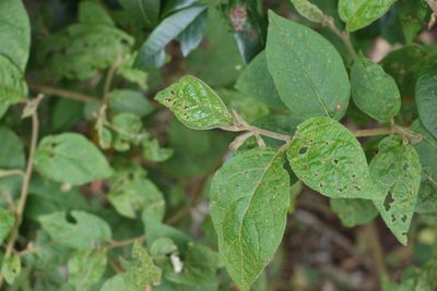 Solanum rixosum, photographed by Greg Tasney