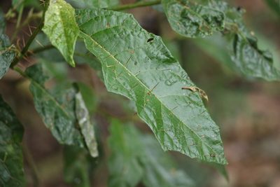 Solanum inaequilaterum, photographed by Greg Tasney