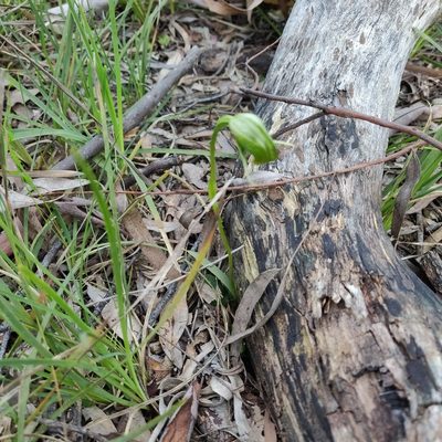Pterostylis nutans, photographed by Donald Hobern
