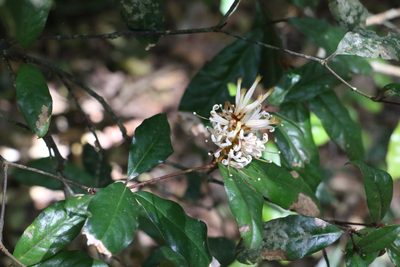 Triunia youngiana, photographed by Greg Tasney