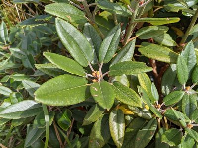 Rhododendron pseudochrysanthum, photographed by Mori Chen