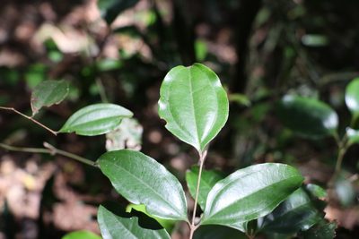 Rhodamnia argentea, photographed by Greg Tasney