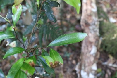 Stenocarpus salignus, photographed by Greg Tasney