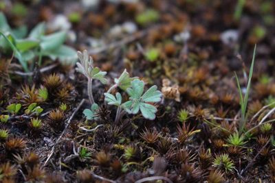 Geranium solanderi, photographed by Joe Potter Butler