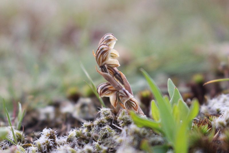 Pterostylis tristis, photographed by Joe Potter Butler