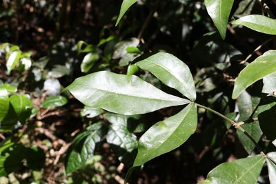Acronychia pubescens, photographed by Greg Tasney