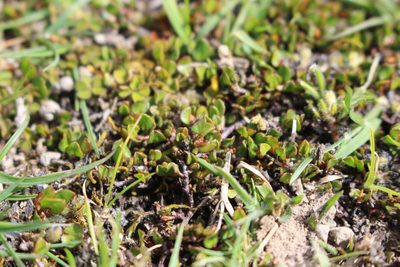 Coprosma atropurpurea, photographed by Joe Potter Butler
