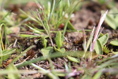 Ophioglossum coriaceum, photographed by Joe Potter Butler