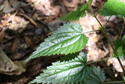 Urtica incisa, photographed by Greg Tasney