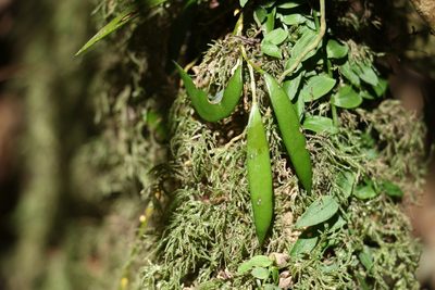 Dendrobium pugioniforme, photographed by Greg Tasney