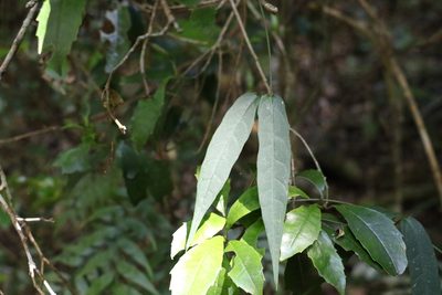 Parsonsia tenuis, photographed by Greg Tasney