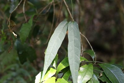 Parsonsia tenuis, photographed by Greg Tasney