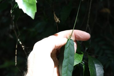 Parsonsia tenuis, photographed by Greg Tasney