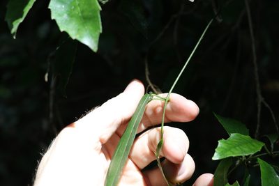 Parsonsia tenuis, photographed by Greg Tasney