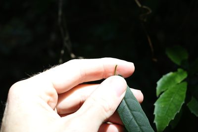 Parsonsia tenuis, photographed by Greg Tasney