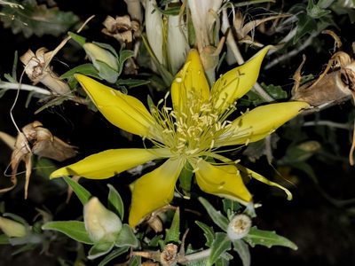 Mentzelia laevicaulis, photographed by Daniel S.
