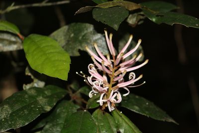 Triunia youngiana, photographed by Greg Tasney